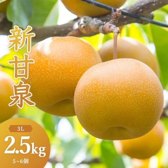 
                  新甘泉(秀) 2.5kg
                