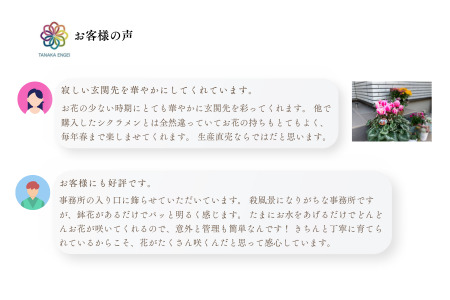 加須産シクラメン　５号鉢　受け皿セット 【おまかせ】 [A-32-3]　シクラメン