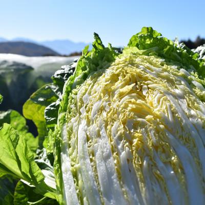 ふるさと納税 木祖村 【一玉一玉が大きい!シャキシャキ新鮮】御嶽はくさい 6玉