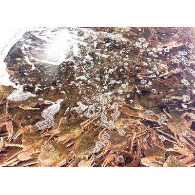 ふるさと納税 網走市 北海道産　冷凍ボイルおおずわいがにほぐし身 100g×6パック |  | 03