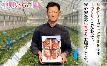 先行予約 いちご やよいひめ 約1kg （250g × 4パック） 果物 ﾌﾙｰﾂ ｾﾞﾘｰ ｹｰｷ ｼｮｰﾄｹｰｷ 苺大福 ｼﾞｬﾑ ｱｲｽ ｼﾞｭｰｽ 新鮮 産直 送料無料 千葉県 銚子市 神原い