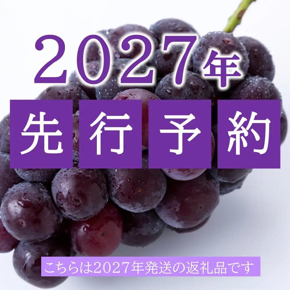 ぶどう 2027年  ニュー ピオーネ 2房（1房約500g） ブドウ 葡萄  岡山市産 国産 フルーツ 果物 ギフト