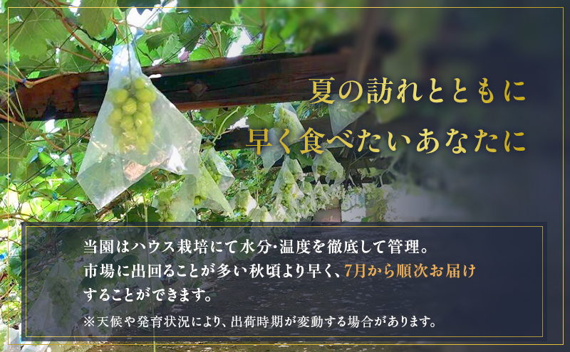 朝採りシャインマスカット　名峰讃岐富士育ち 煌めきの果実