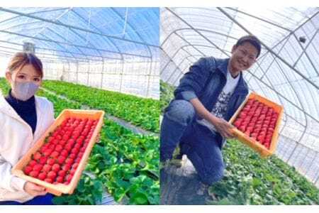 美里町産いちご4P【彩のあまりん】（250g以上×4パック）  [No.191]