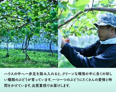 【令和７年産】【訳あり】宮崎県産　小粒なシャインマスカット1kg 【 ぶどう 果物 葡萄 フルーツ ブドウ デザート 川南町産 数量限定 期間限定 】