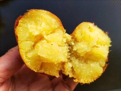 ≪訳あり≫ 栽培期間中 化学肥料・農薬不使用  キズあり サツマイモ（紅はるか）６ｋｇ 国産さつまいも 三重県 多気町 MF-01