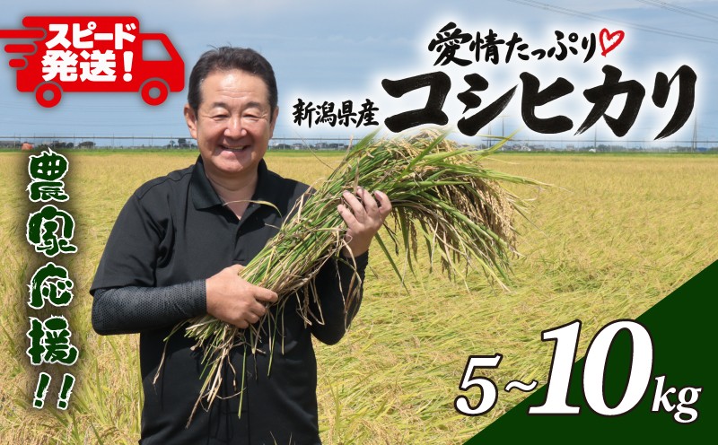 【最短7日発送！】 新米 5kg 10kg 新潟 コシヒカリ お米 農家応援米 こしひかり 米 おこめ kome 白米 新潟県産 こしひかり 新潟県 新発田市 農家応援 ふっくら スピード発送 こめ 斗伸 新潟米 水 うまい 新発田市産 こしひかり 斗伸有限会社 toushin079P