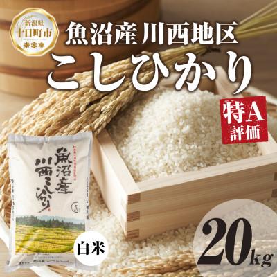 ふるさと納税 十日町市 魚沼産 川西 こしひかり 20kg 精米 新潟県産お米 産地直送 十日町 | 