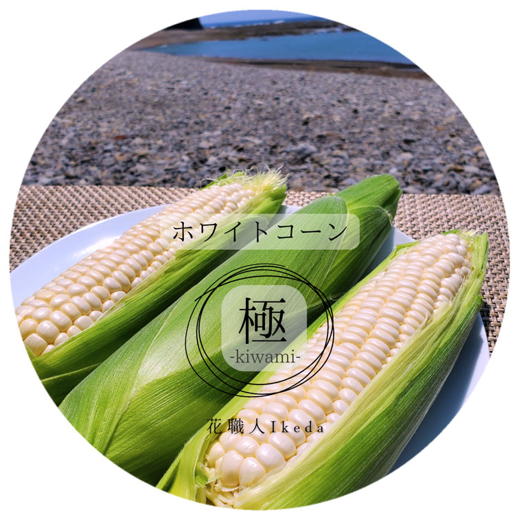 L012　ホワイトコーン極−Ｋｉｗａｍｉー（レギュラー）