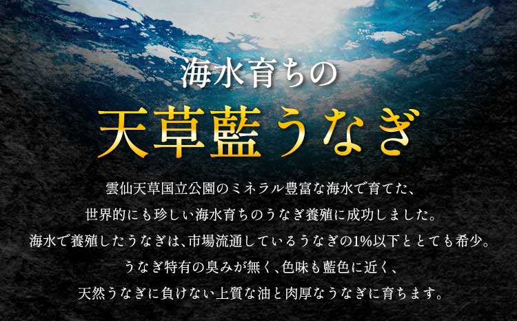 うなぎ 【ミシュラン1つ星店 採用】 国産 蒲焼き2-3尾 400g ギフト 蒲焼き 白焼き 鰻重 鰻丼 【数量限定】海水育ちの天草藍うなぎ 蒲焼き 2〜3尾セット（計約400g）鰻  
