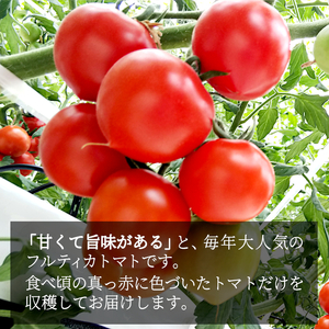 予約品※2026年7月～8月発送 フルーツのように甘い フルティカトマト 2kg 令和7年度産 ※予約商品※ 割れ保障付 数量限定 高評価 トマト 中玉 野菜 人気 新鮮 産地直送 甘い 高糖度 完熟