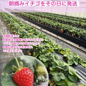 いちご好きのためのいちご 奈良県ブランドいちご 「古都華（ことか）」2026年4月発送 / いちごいちごいちごいちごいちごいちごいちごいちごいちごいちごいちごいちごいちごいちごいちごいちごいちごいちご
