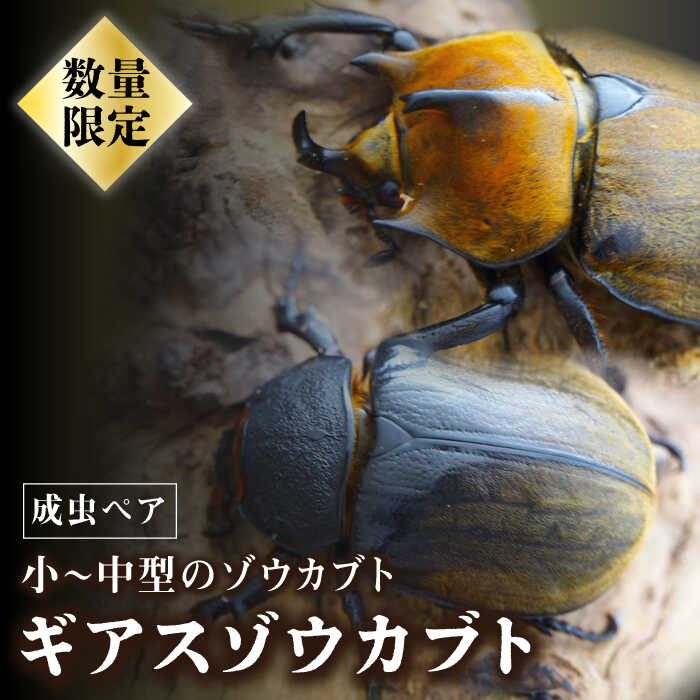 【ふるさと納税】【限定5セット】ギアスゾウカブト成虫ペア 吉野ケ里町/ドルクス佐賀 [FBS008]