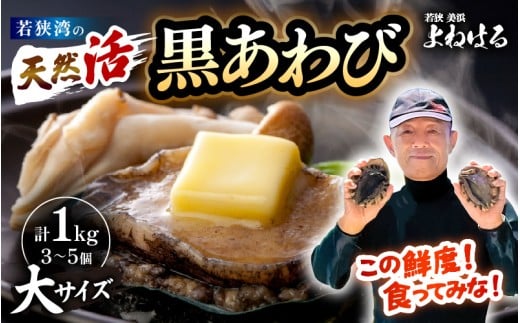 【先行予約】日本海若狭湾の 天然 活黒アワビ 計1kg (3～5個) 大サイズ 【2026年5月より順次発送予定】 鮮度抜群 刺身 お造り バター焼き BBQ 入手困難 あわび アワビ 鮑 クロアワビ