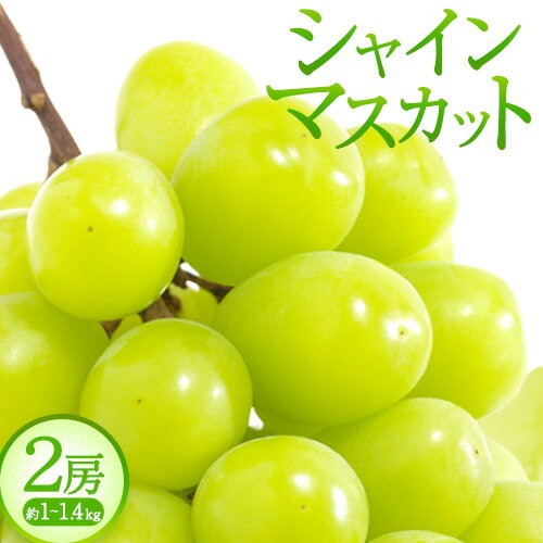 【ふるさと納税】紀州和歌山産 シャインマスカット 2房 魚鶴商店《8月下旬-9月末頃出荷》マスカット 和歌山県 日高町 贈り物 ギフト ぶどう シャインマスカット