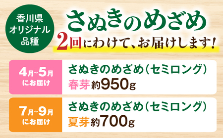 さぬきのめざめ定期便 | 野菜 定期便 アスパラ アスパラガス さぬきのめざめ 料理 柔らかい 濃い 春 夏 シャキシャキ 食感 冷蔵 新鮮 セミロング おすすめ 旬の野菜 季節の野菜 贈答 贈り物 