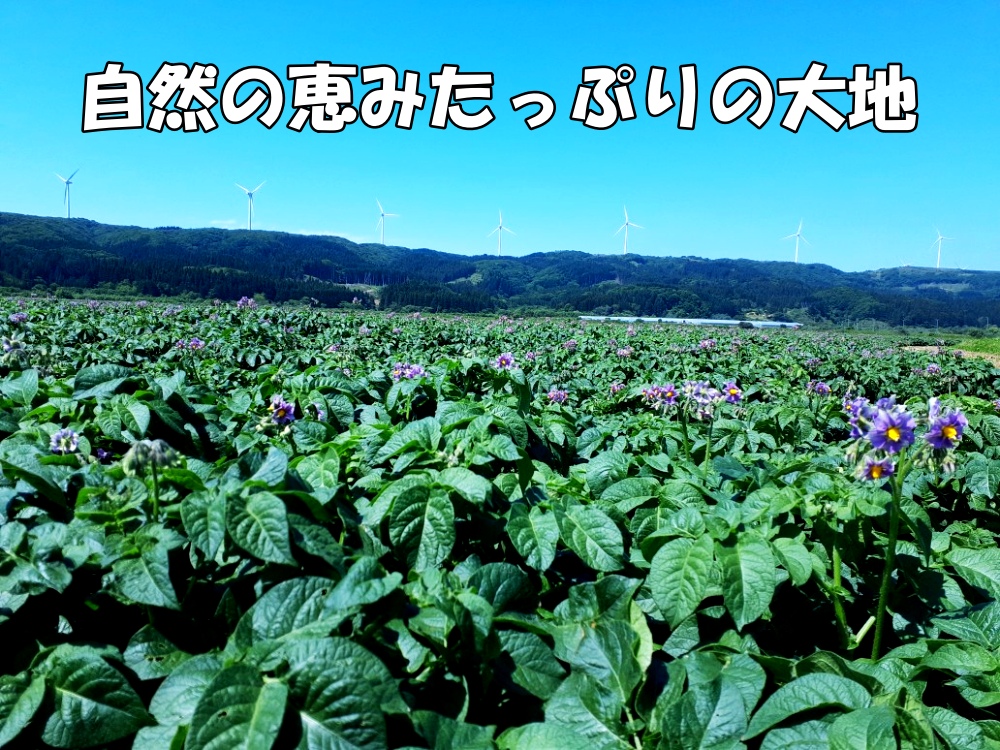【2026年発送】山下農園のおいしい馬鈴薯「メークイン」　Lサイズ×10㎏　じゃがいも　ジャガイモ　ポテト　農家直送　いも　イモ　芋　北海道産