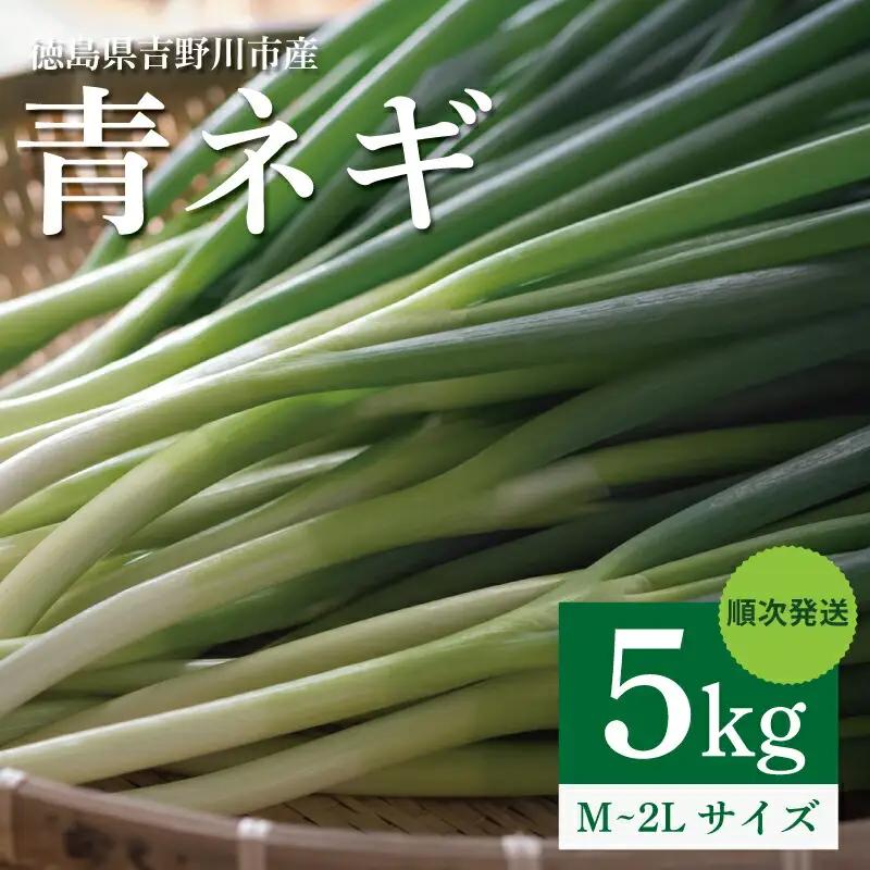 【 シャキとろ 青ネギ 】 5kg 順次発送 ねぎ