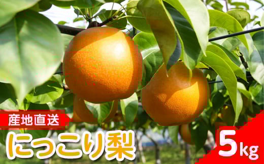 
            【産地直送】にっこり梨（5玉～7玉）　※離島への配送不可　※2025年10月上旬～10月下旬頃より順次発送予定
          