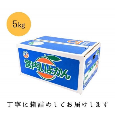 【爽やか香りと柔らかジューシーな果肉】愛媛八幡浜産 宮内伊予柑 5kg【C20−55】【1595885】
