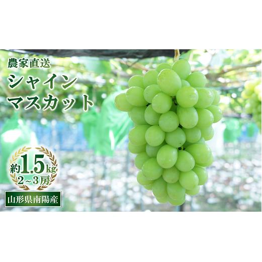 【令和7年産先行予約】 シャインマスカット 約1.5kg (2～3房 秀) 《令和7年9月中旬～発送》 『生産者おまかせ』 マスカット ぶどう 果物 フルーツ デザート 山形県 南陽市 [859] 