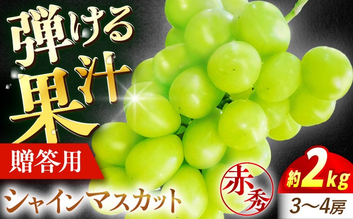 
                  【先行予約】ぶどう シャインマスカット 2kg（3房から4房 赤秀）＜9月中旬から順次発送＞ ブドウ 葡萄 budou しゃいんますかっと ますかっと 2026年発送 大粒 種なし 皮ごと フルーツ 果物 くだもの 産地直送 お取り寄せ 送料無料 農家直送 新鮮 ギフト 贈答 人気 完熟 露地栽培 grape そのまま 甘い おいしい 三次市 / 西田ぶどう園 [APCM003]
                