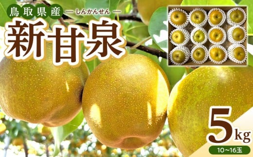 【数量限定】2026年度発送 先行予約 新甘泉 5kg【梨 なし しんかんせん 限定 鳥取県産 新鮮 鳥取県 北栄町 5キロ 令和8年発送 おすすめ 人気】
