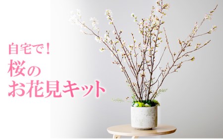 自宅で！桜のお花見キット ※着日指定不可 ※北海道・沖縄・離島への配送不可 ※2024年2月上旬～3月上旬頃に順次発送予定