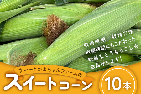 【予約受付】スイートコーン すいーとかよちゃんファームのとうもろこし 10本《2025年1月中旬～5月末順次発送予定》KF-1