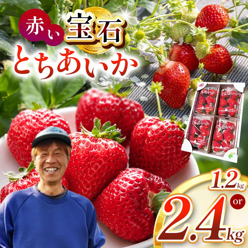 【ふるさと納税】真岡市産 赤い宝石「とちあいか」いちご イチゴ 選べる 1.2kg～2.4kg | 苺 strawberry ストロベリー おいしい 甘い ジューシー 贈答用 プレゼント ご褒美 スイーツ おやつ 高評価 人気 レビュー 栃木県 真岡市 日本一 送料無料