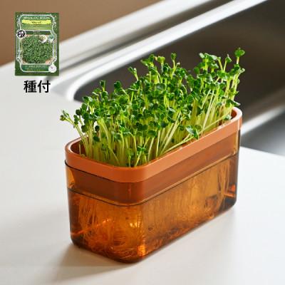 ふるさと納税 海南市 ベジマジそだてる　スプラウト栽培容器　　ブラウン　種付き(ブロッコリースプラウト)　家庭菜園