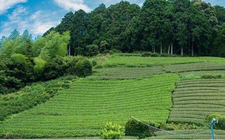 【2025年5月中旬より順次発送】 新茶 ほんやま茶 ティーバッグ 15個入×2袋 5000円 本山茶 オススメお茶