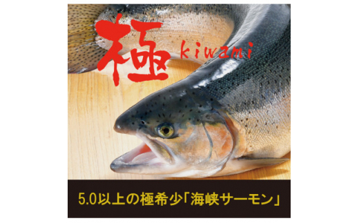 【期間限定発送】極 活〆海峡サーモン5.0kg以上(冷蔵)