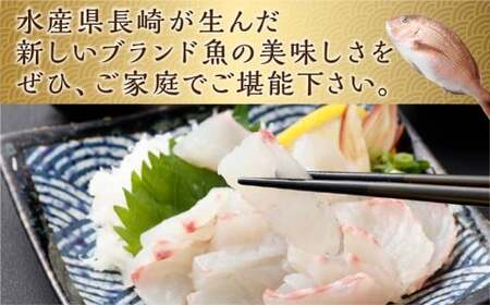 【14営業日以内発送】【premiumfishbrand】 ゆうこう真鯛 （活〆） ×1尾 （約1.5kg） 真鯛 真鯛 マダイ まだい 鯛 タイ たい ゆうこう ブランド魚 魚 海鮮 九州 長崎県 