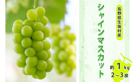 【2026年先行予約】シャインマスカット2~3房入り 約800g~1kg シャインマスカット