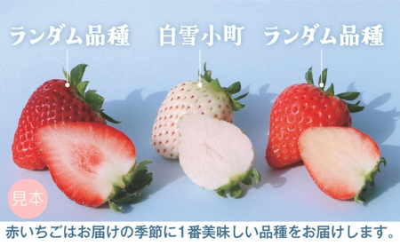 いちご 紅白いちご ランダム ３種食べ比べセット 農園直送 （赤いちご２品種＋白いちご） くぼなか農園 数量限定 愛媛 人気 伊予市｜B20