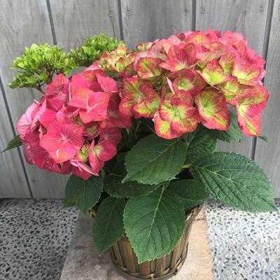 ふるさと納税 南相馬市 【2026年 先行予約】アジサイ マスカレード 5号 混色 | 紫陽花 あじさい ギフト 根本園芸