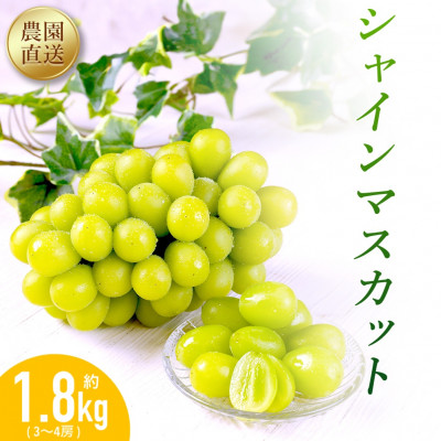 農園直送!シャインマスカット1.8kg(3～4房)朝採れ 糖度18度以上 【2025年8～9月発送】【配送不可地域：離島】