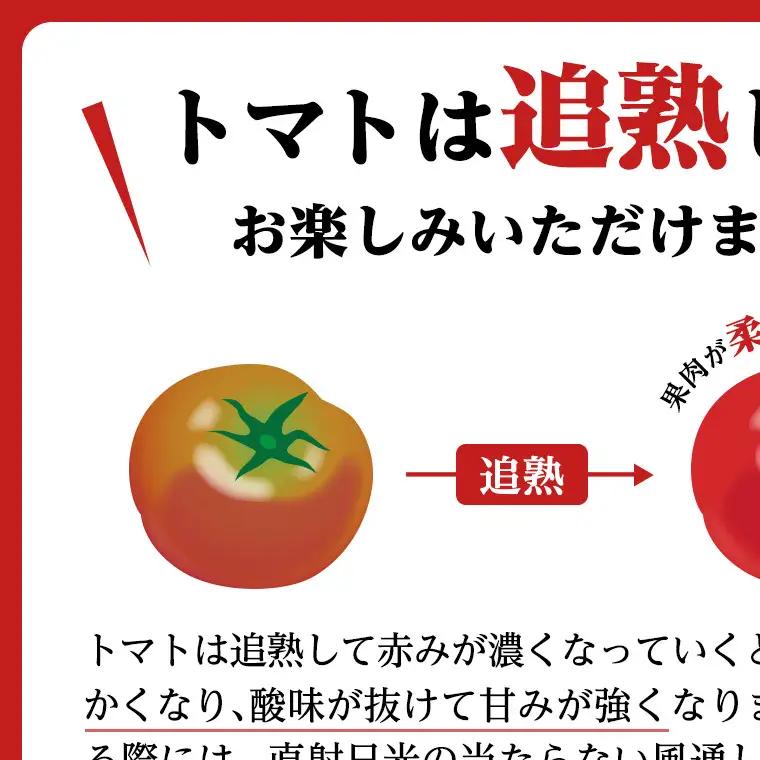 《 2027年 収穫分 》全3回 定期便 フルーツトマト 大箱 約2.6kg × 1箱 × 3回 糖度7度以上 先行予約 3ヶ月 茨城県 桜川市 KEK 国産 トマト ブランドトマト 野菜 ギフト 贈