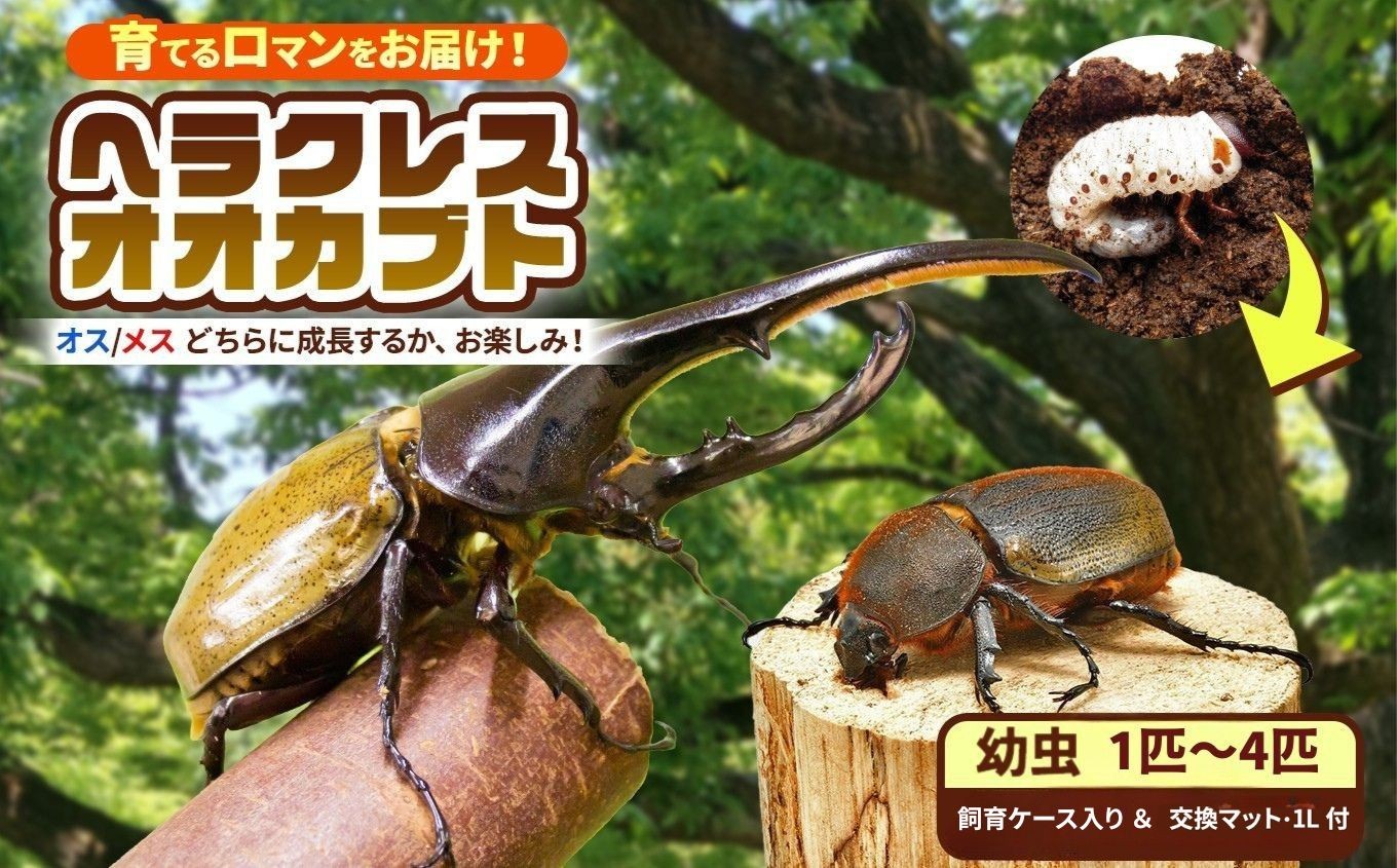 
                  【 先行予約 】 ヘラクレスオオカブト 幼虫 １匹 ～  4匹 【  2令後期 〜 3令初期 】（交換マット・1袋付） |  ヘラクレスヘラクレス カブトムシ かぶとむし カブトムシの大様 飼育セット プレゼント 生体 マット付 昆虫 自由研究 観察 飼育 にんにく農園君津 千葉 君津市 きみつ
                