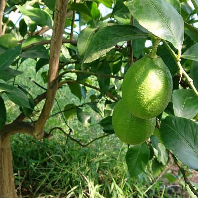 ふるさと納税 観音寺市 【2026年度】露地栽培グリーンレモン　フリーサイズ(S〜L)　約2.5kg