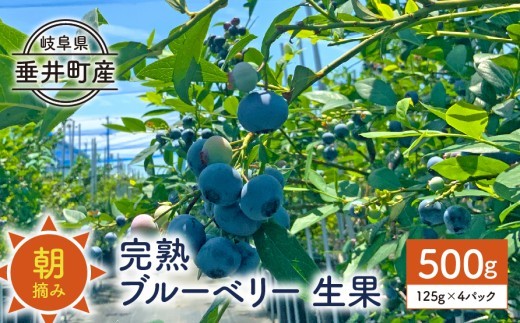 
                  【岐阜県垂井町産】 朝摘み完熟ブルーベリー 生果 500g（125g×4パック）| ブルーベリー 生果 木の実  果実 朝摘み 完熟 甘酸っぱい ジャム デザート 産地直送 
                
