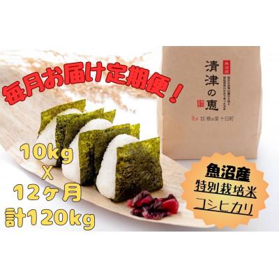 ふるさと納税 十日町市 【毎月定期便】[通年受付]魚沼産特別栽培米コシヒカリ〈清津の恵〉精米10kg(5kg×2袋)全12回