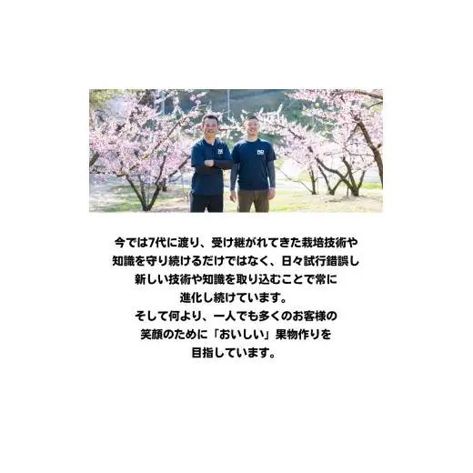 桃太郎ぶどう 1房 約500g 岡山県産 【先行予約 2026年8月下旬から順次発送】