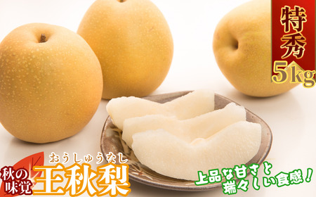 Y034 王秋梨(赤秀) 5kg