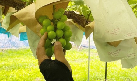 【2024年 先行予約】山梨県都留市産 朝採れ シャインマスカット ２~3房（約1.0kg）