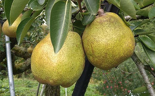 【令和8年産先行予約】 ラ・フランス & 完熟ふじりんご 詰合せ 約5kg (L～3L) 《令和8年11月中旬～発送》 【全国りんご選手権 銀賞】 『船中農園』 林檎 リンゴ 山形県 南陽市 [217