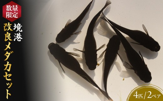 ＜数量限定＞境港改良メダカセット(4匹・2ペア) | メダカ めだか 観賞魚 熱帯魚 淡水魚 改良メダカ ブラックメダカ ペアセット 飼育 飼育セット アクアリウム 水槽 ペット 魚 ペット用品 生体 飼育初心者 趣味 鑑賞用 家庭用 癒し インテリア 水生生物 数量限定 国産 境港産 鳥取県 境港市