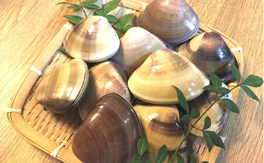 天然 ハマグリ 8年物 黒潮町 産〔加熱用〕 ［1198］