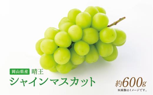 【岡山県産】晴王 シャインマスカット 約600g 1房 【2026年9月上旬～2026年11月下旬発送予定】 マスカット ぶどう ブドウ 葡萄
